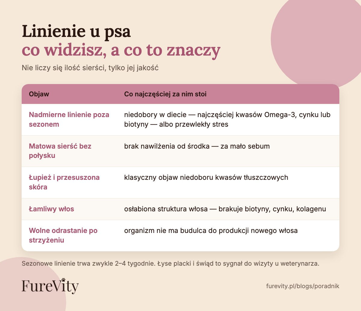 Linienie u psa — objawy i co oznaczają: linienie poza sezonem, matowa sierść, łupież, łamliwy włos Linienie u psa — objawy i co oznaczają: linienie poza sezonem, matowa sierść, łupież, łamliwy włos
